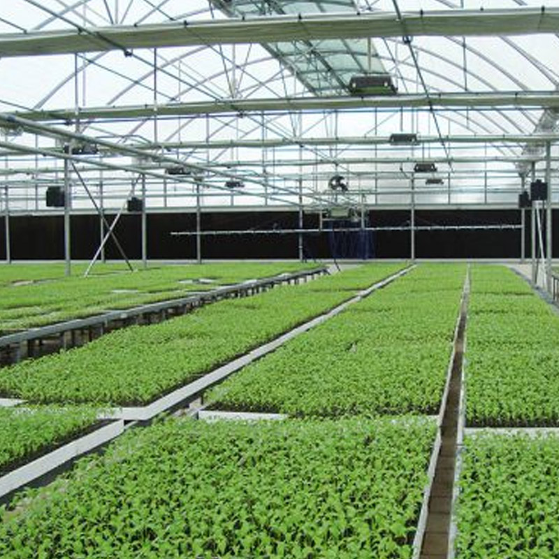 Agriculture Vegetable Plants Nursery